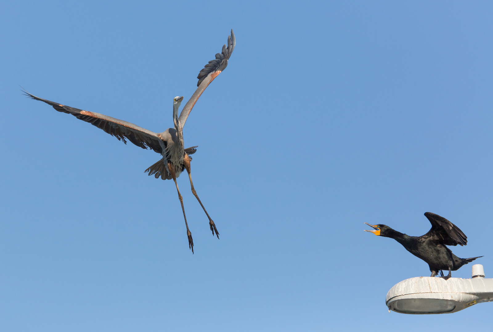Great Blue Heron Versus Double Crested Cormorant