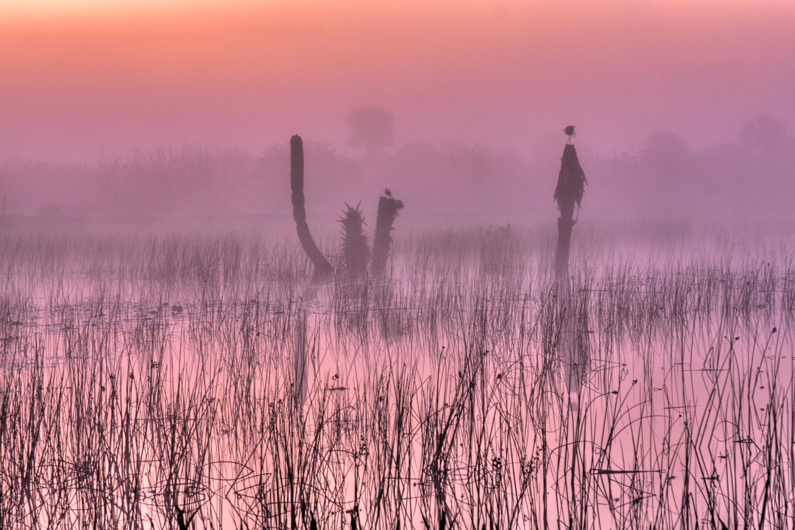 Viera Wetlands Pink Dawn