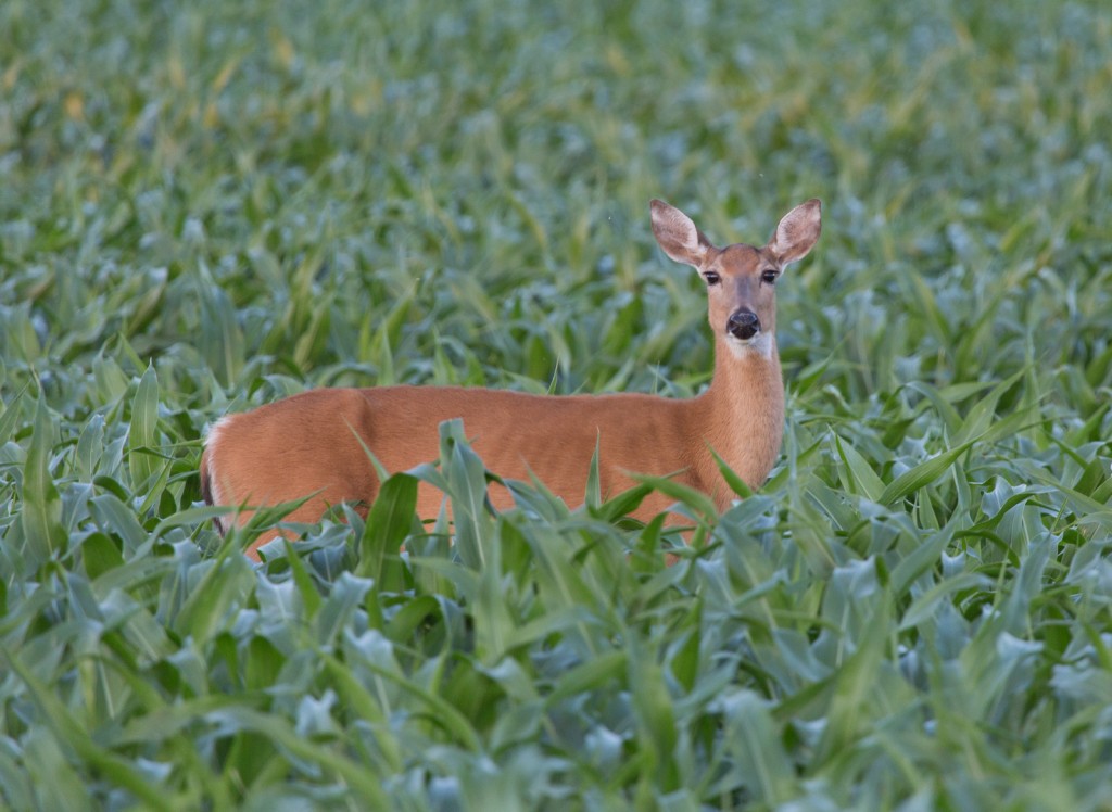 White-tailed Deer in Corn