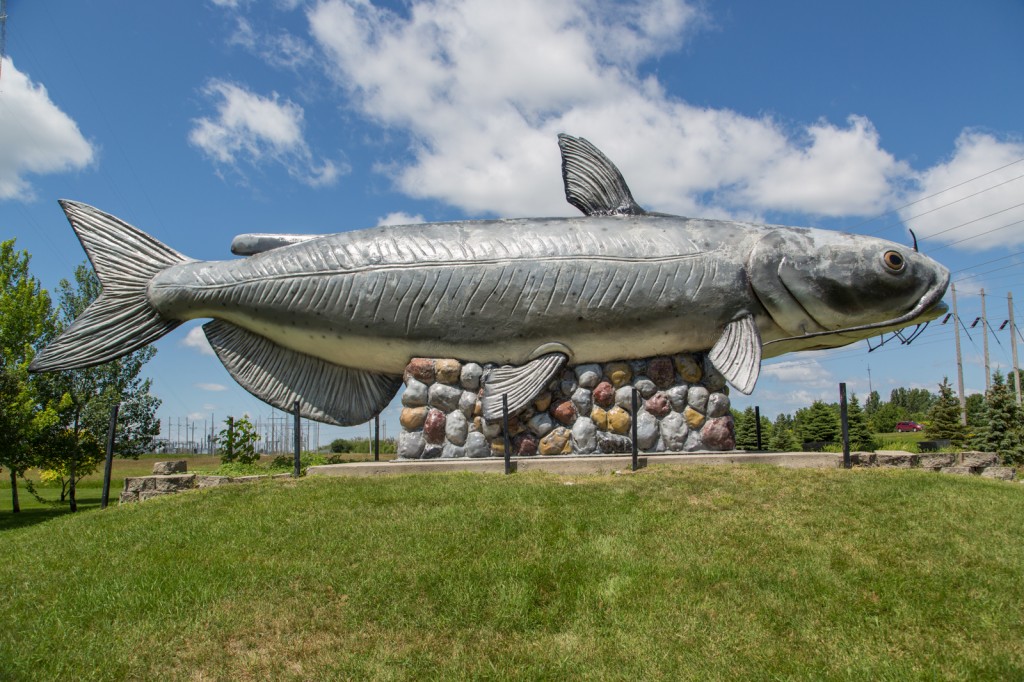 Worlds Largest Catfish