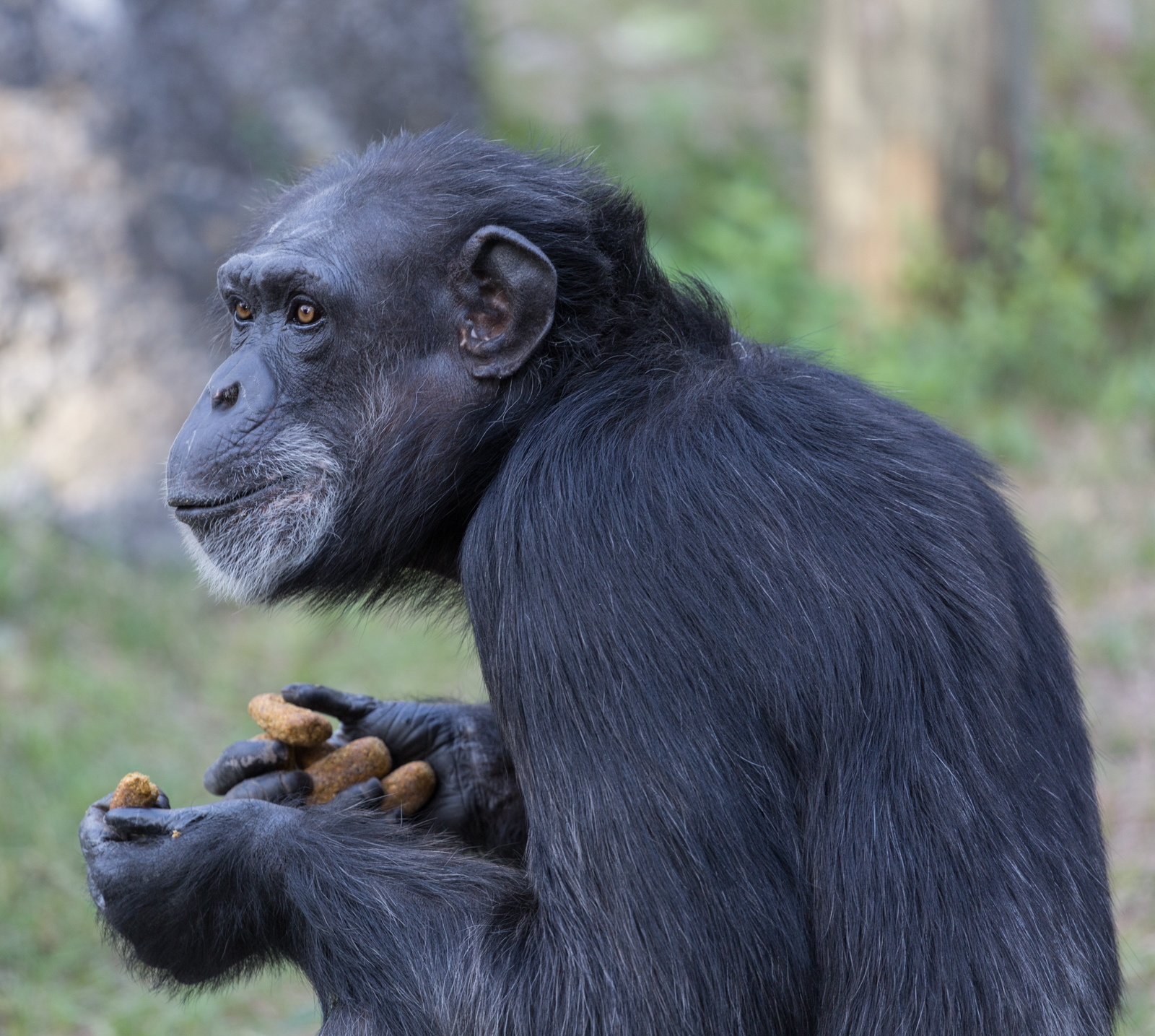 Chimpanzee, Lowry Park Zoo