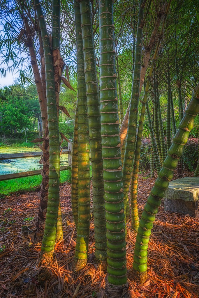 Bamboo Graffiti, Florida Botanical Gardens, Largo, Florida