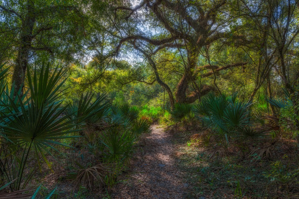 Florida Trail through Withlacoochee River Park, Dade City, Florida