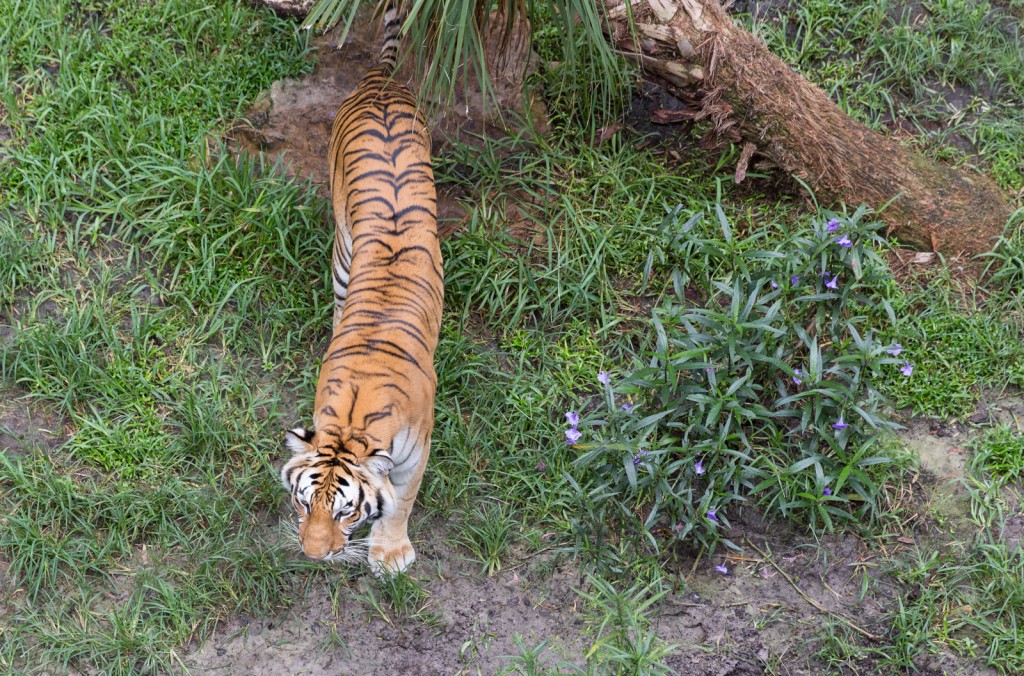 Tiger - Busch Gardens - Tampa