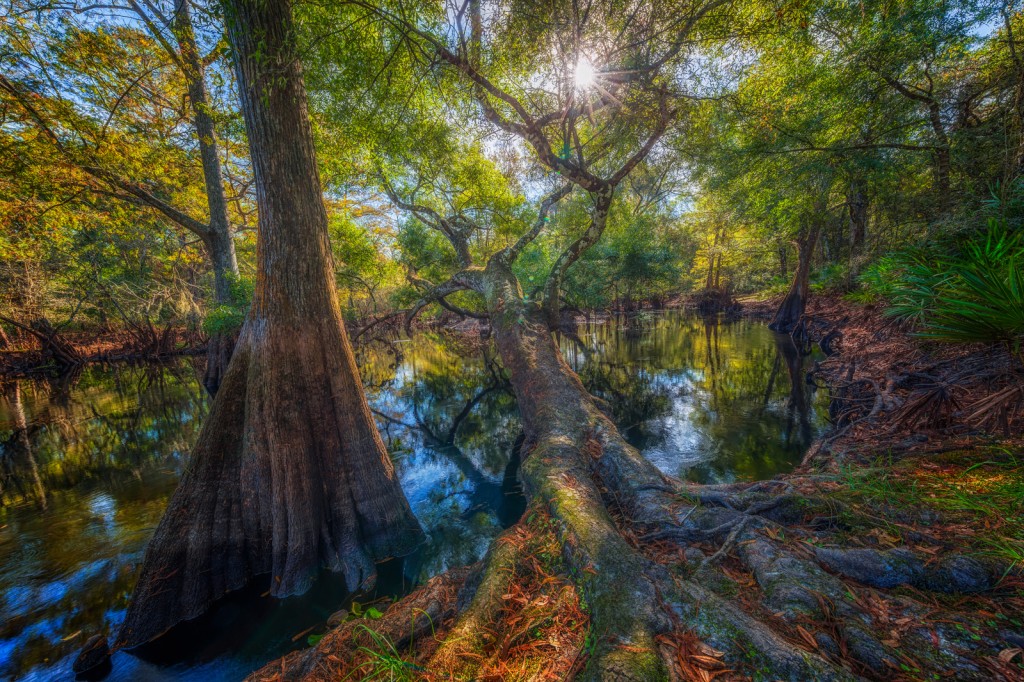 Tree over the Withlacoochee River, Dade City, Florida