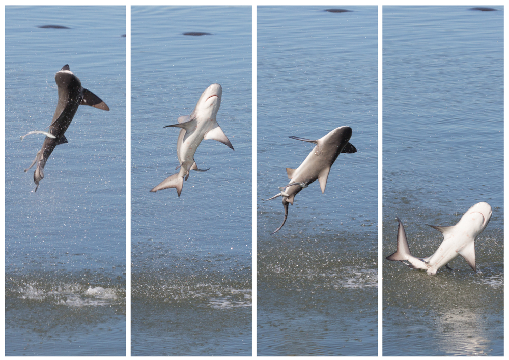 Spinner Shark Jump