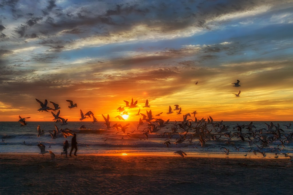 Venice Beach Sunset Birds, Venice, Florida