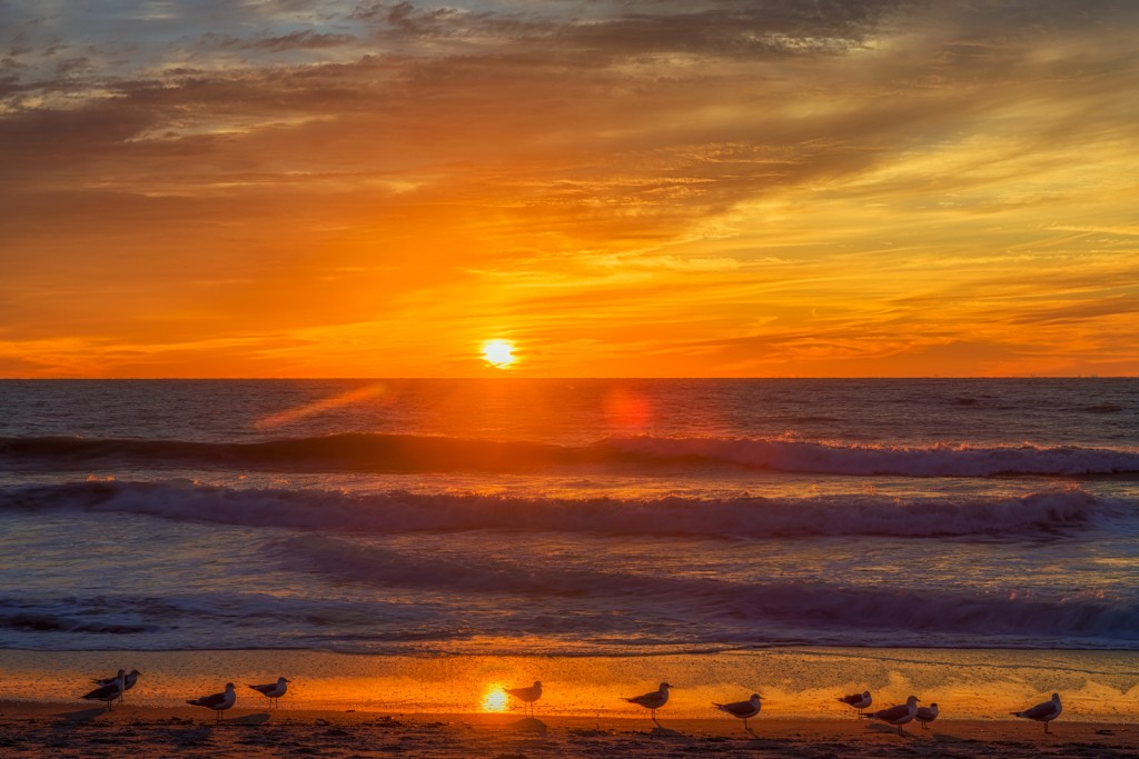 Venice Beach Sunset Birds 4, Venice, Florida