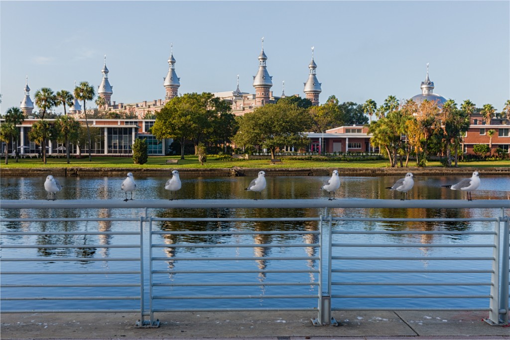 Seagulls hanging out by the University of Tampa, Tampa, Florida