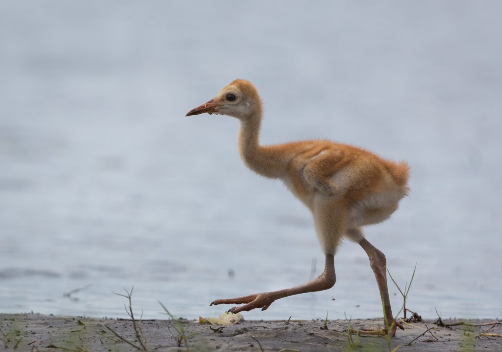 Baby Sandhill Crane, Myakka River State Park, Sarasota, Florida