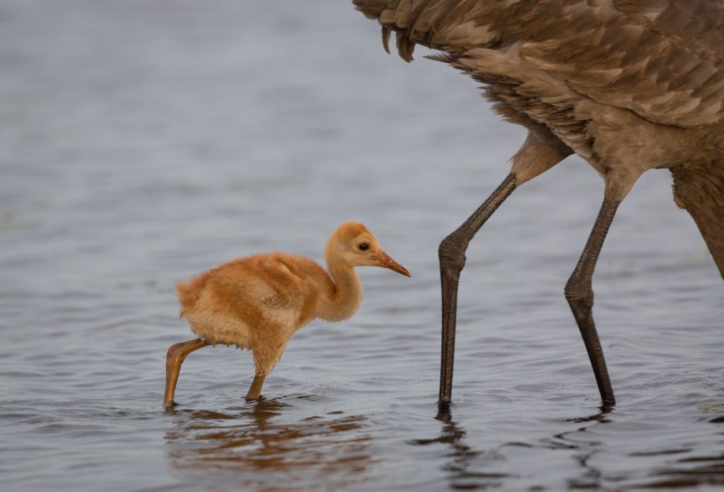 Baby Sandhill Crane following Mom, Myakka River State Park, Sarasota, Florida