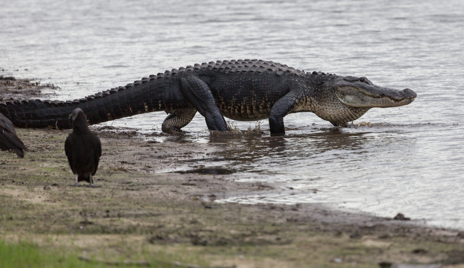 Big Gator Entering River, Myakka River State Park, Sarasota, Florida