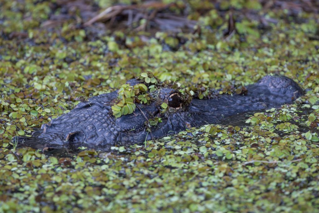 Gator Camouflage, Myakka River State Park, Sarasota, Florida