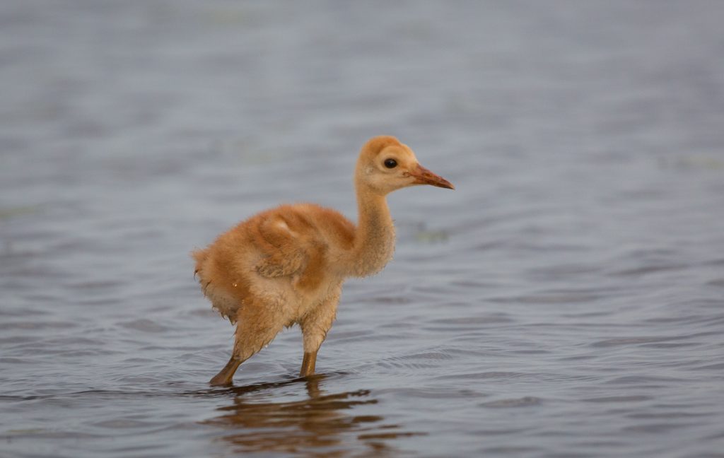 Sandhill Crane Chick, Myakka River State Park, Sarasota, Florida