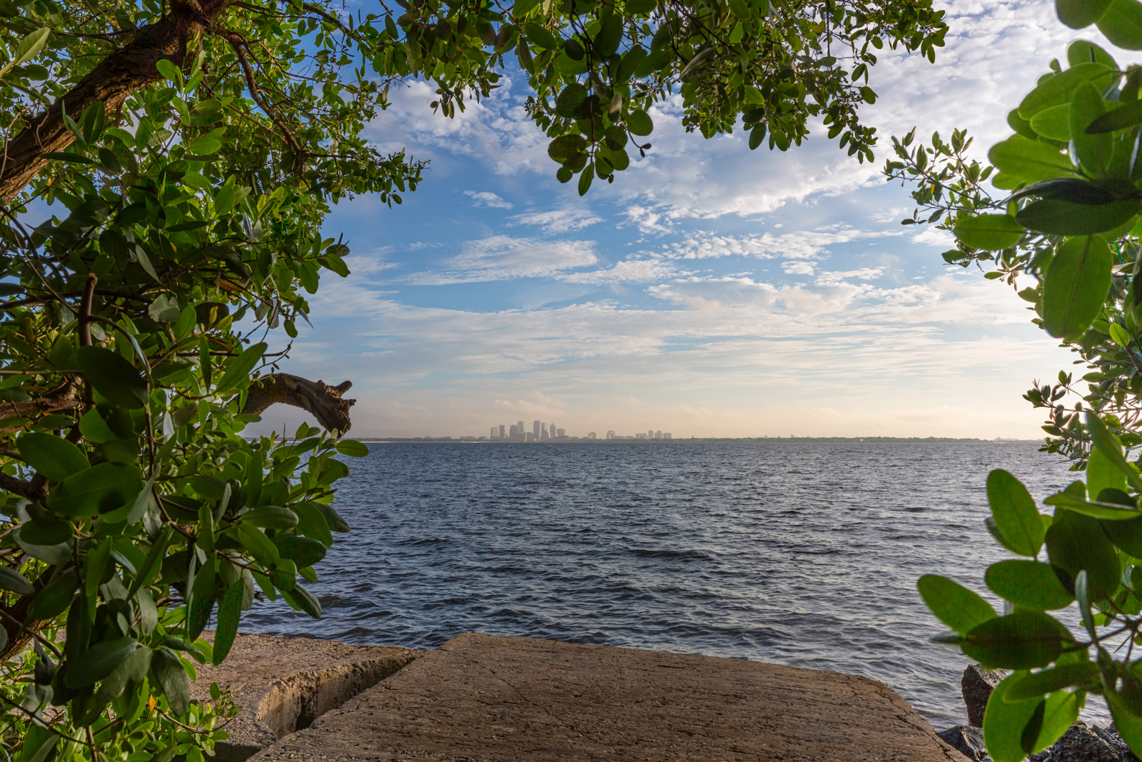 Tampa Framed from Ballast Point Park, Tampa, Florida