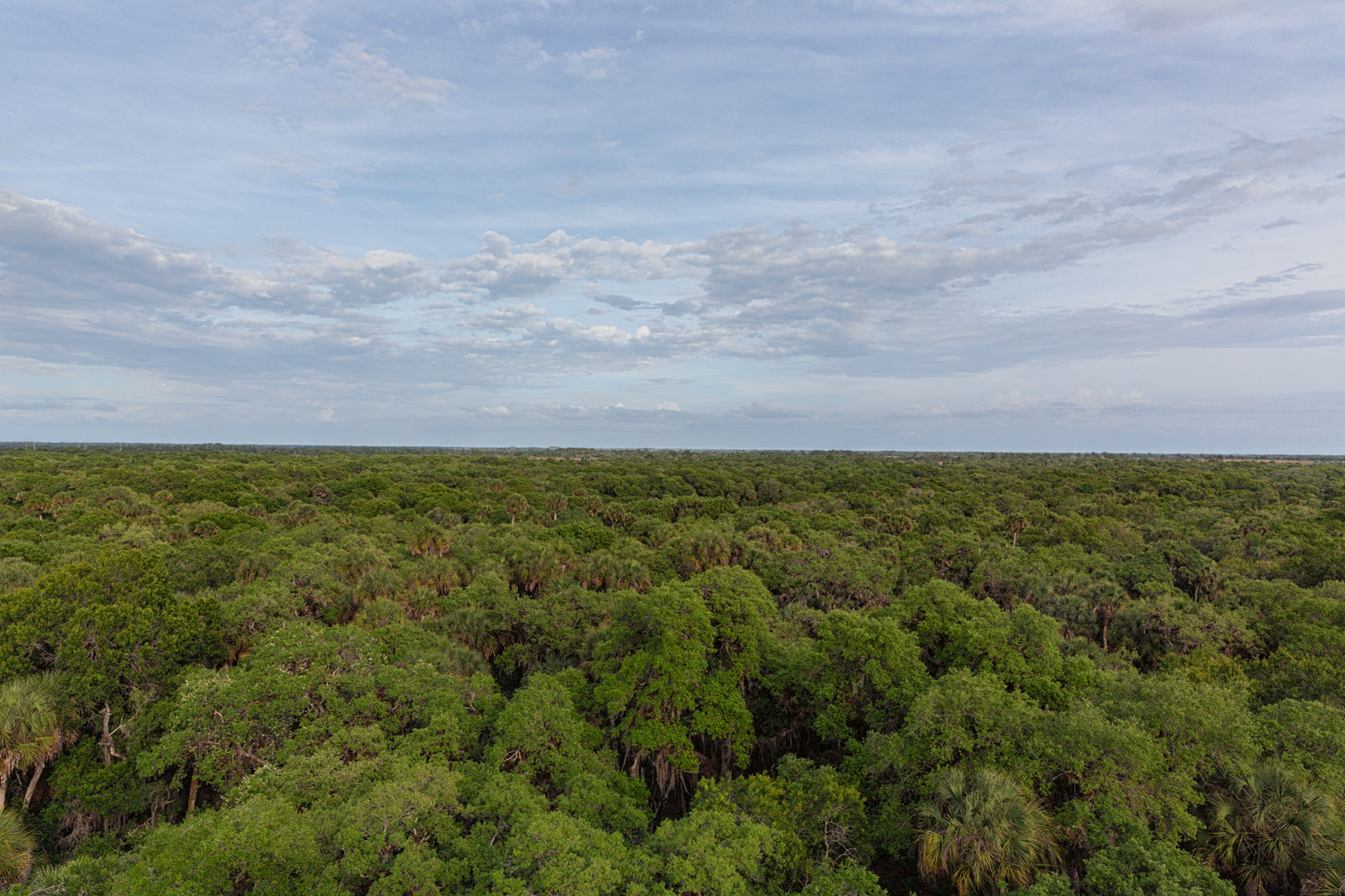 View from Top of Canopy Walk, Myakka River State Park, Sarasota, Florida