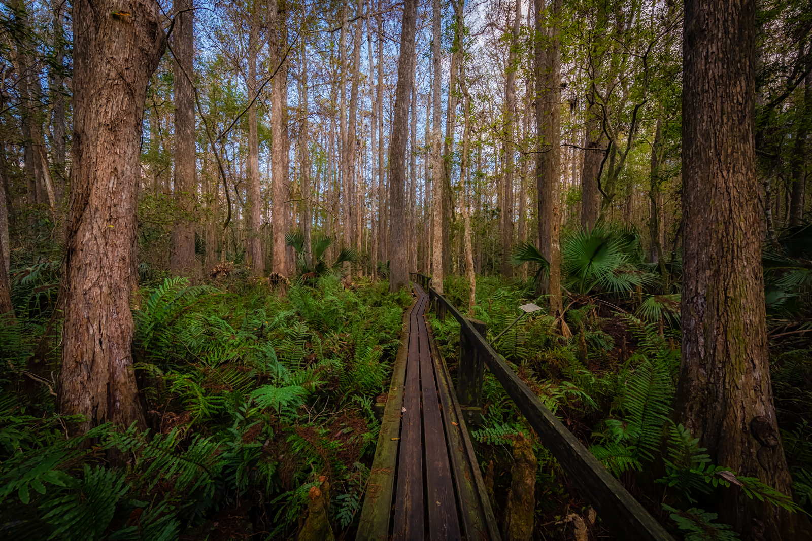 Catwalk through the Swamp, Highlands Hammock State Park, Sebring, Florida