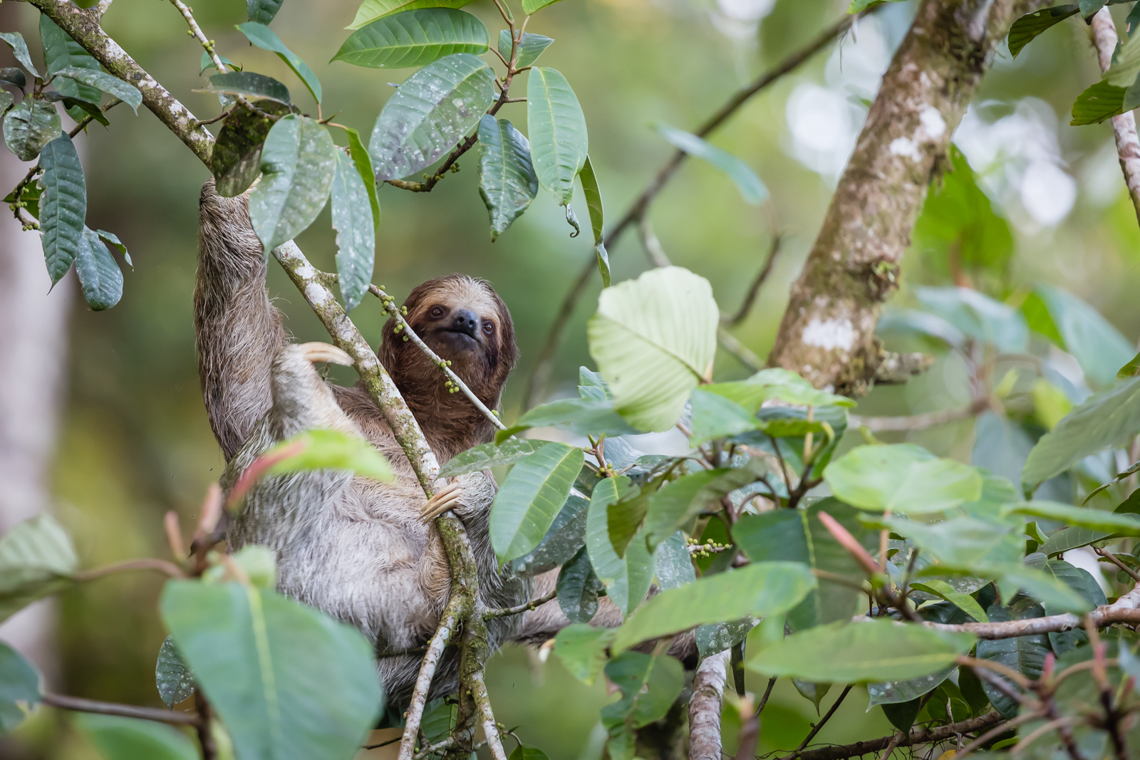 Brown-throated Three Toed Sloth