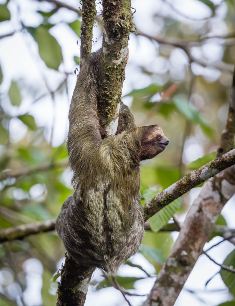 Brown-throated Three Toed Sloth