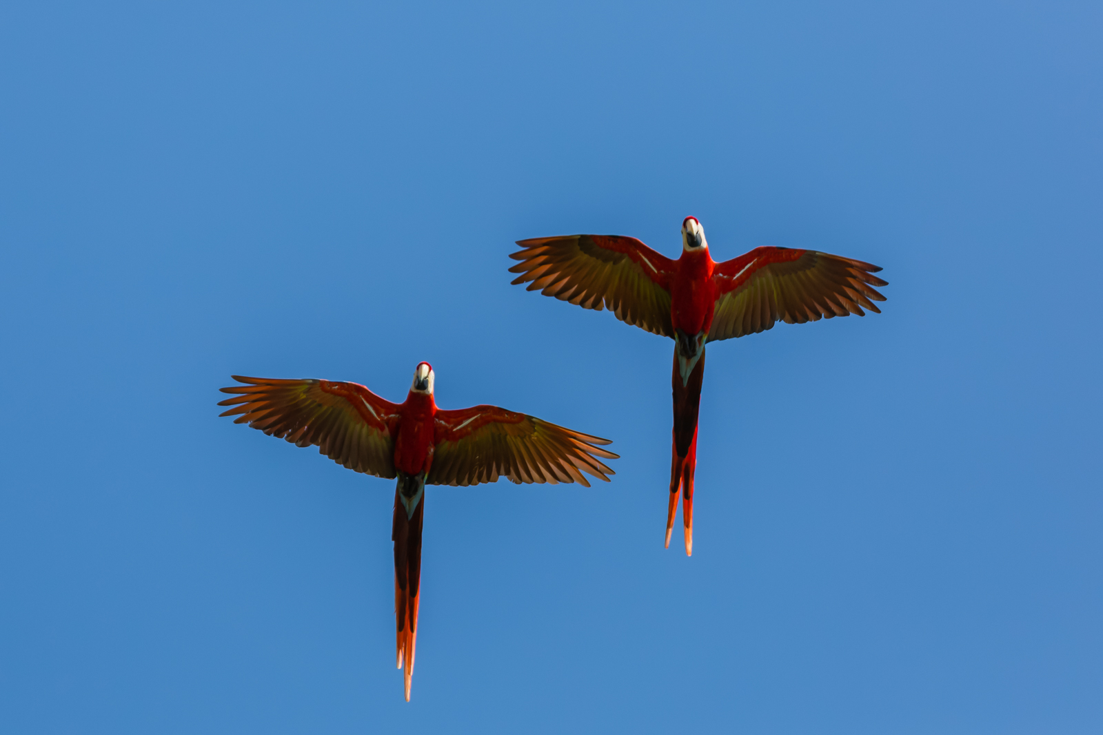 Scarlet Macaws in Flight, Osa Peninsula, Costa Rica