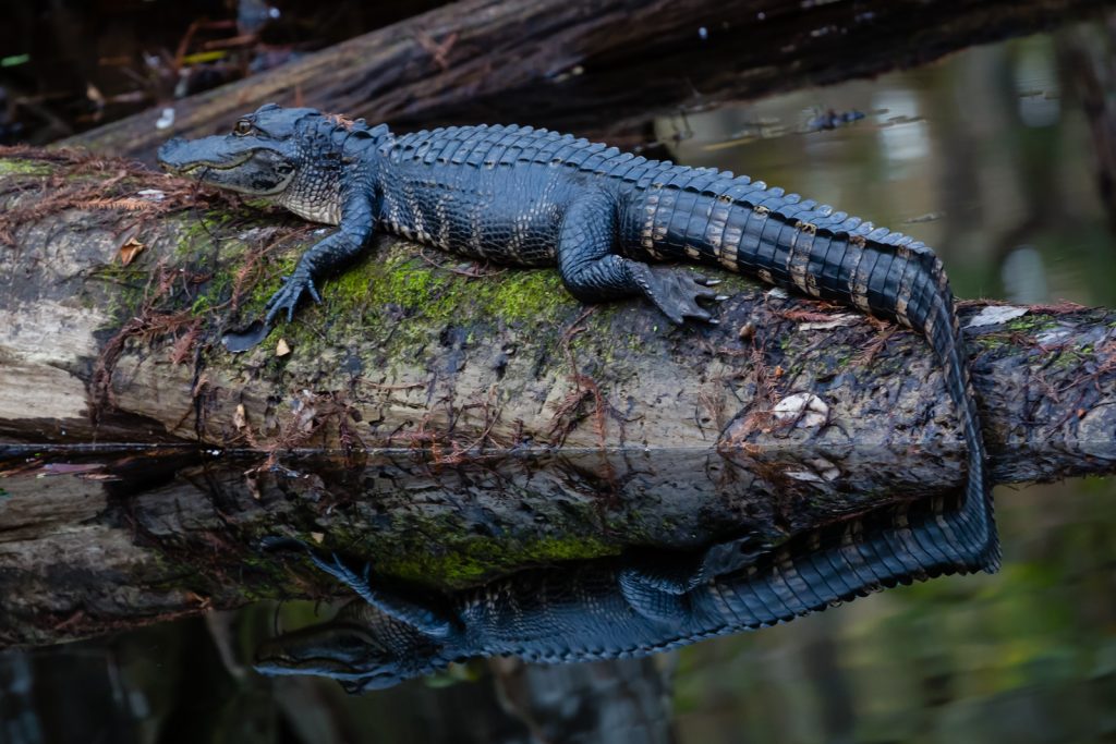 Gator, Highlands Hammock State Park, Sebring, Florida
