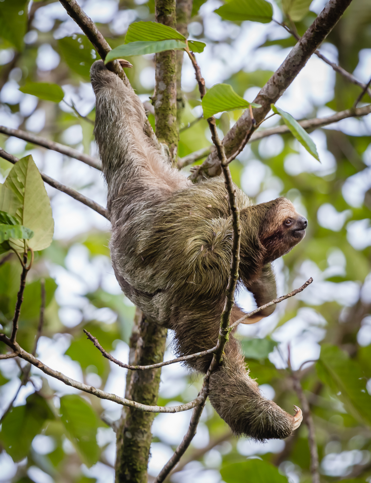 Scratching Sloth Nayara Hotel, La Fortuna, Costa Rica