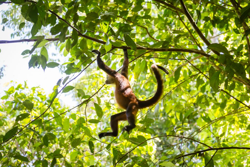 Geoffroy's spider monkey, Lapa Rios Ecolodge, Costa Rica