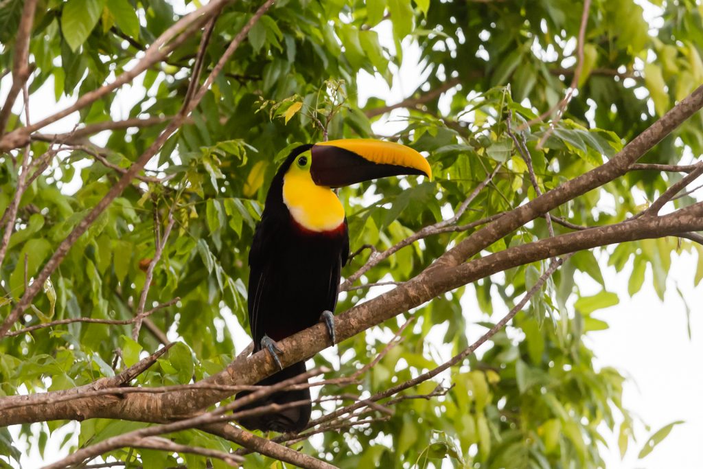 Yellow-throated toucan, Lapa Rios Ecolodge, Costa Rica