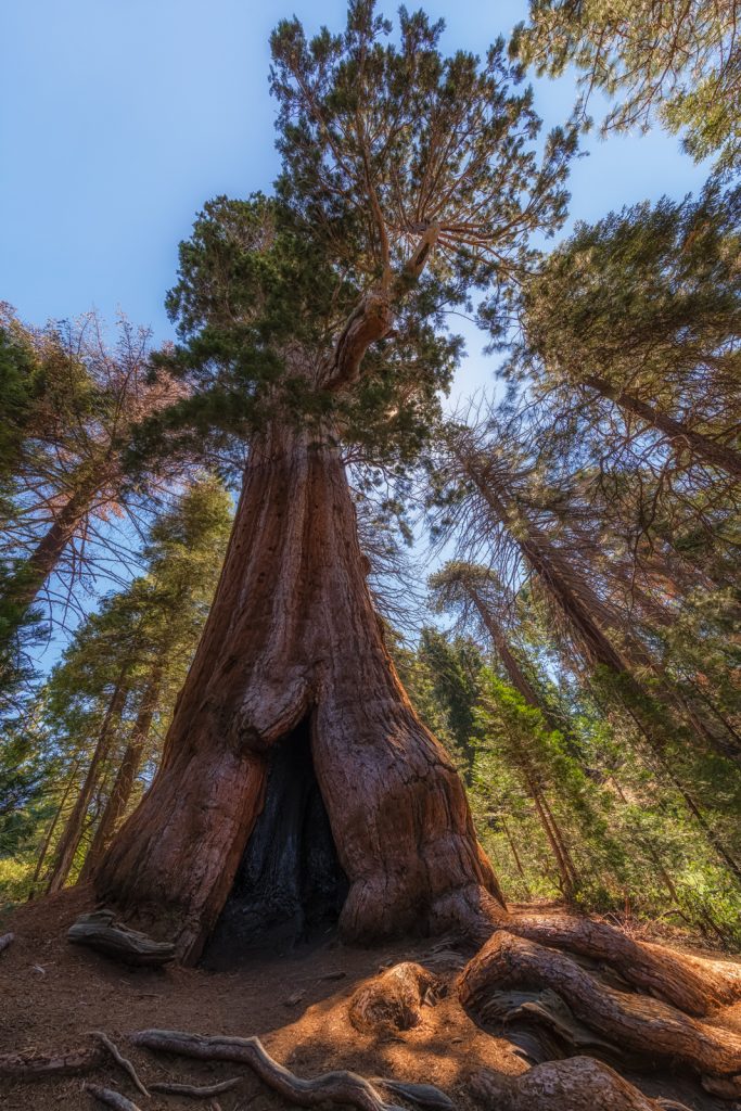 Our first Sequoia, Sequoia National Park, California