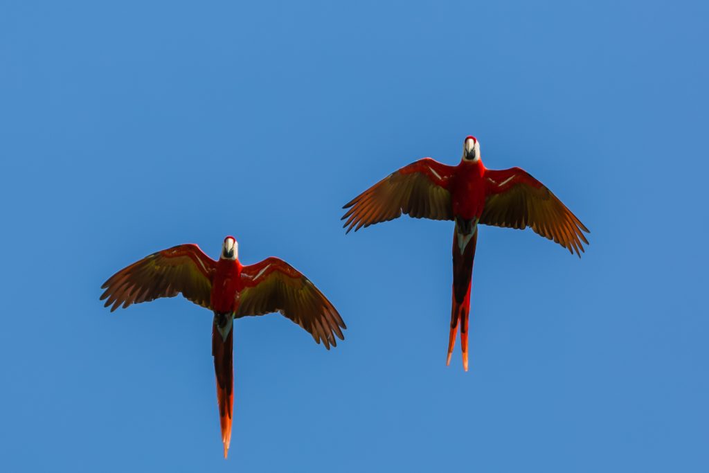 Pair of Scarlet Macaws, Lapa Rios Ecolodge, Osa Peninsula, Costa Rica