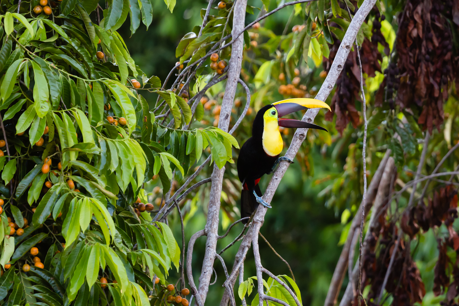 Yellow-throated toucan, Lapa Rios Ecolodge, Osa Peninsula, Costa Rica