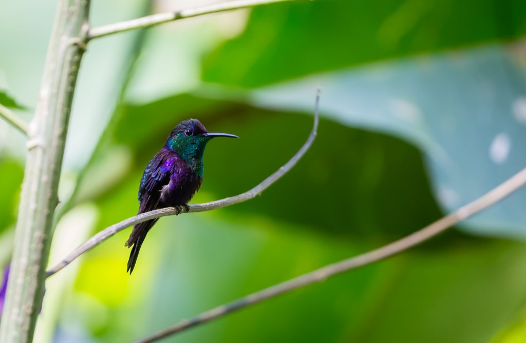 Violet-crowned Woodnymph, Pacuare Lodge, Costa Rica