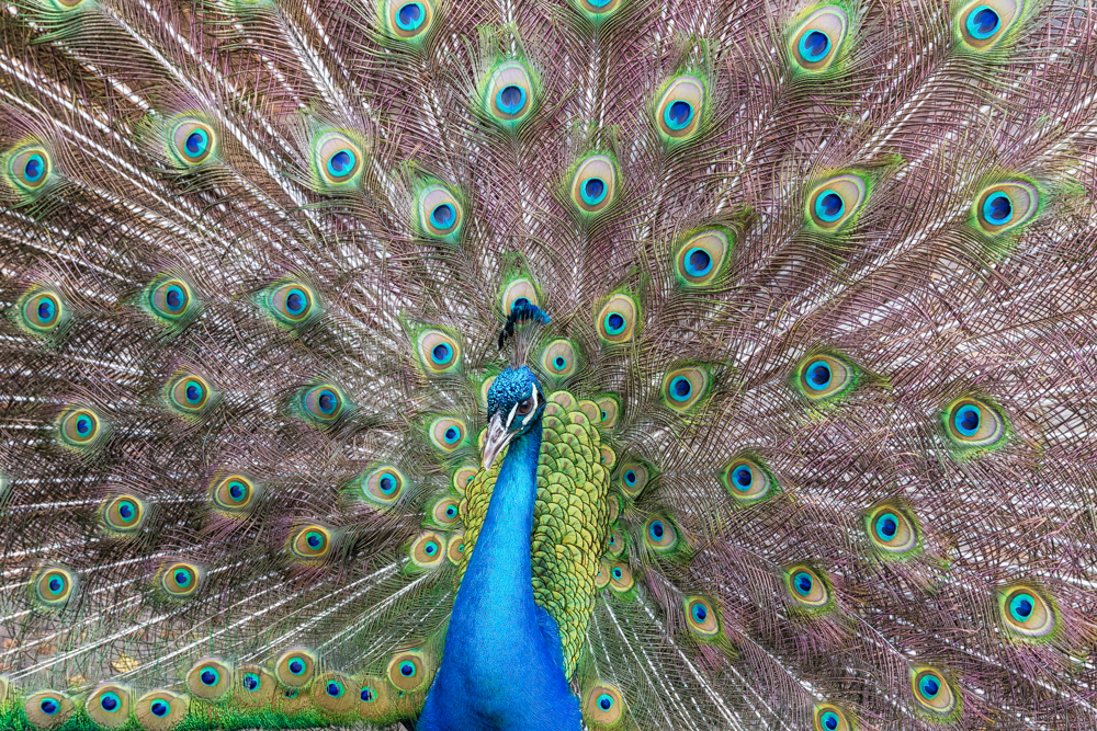 Peacock Full Screen
