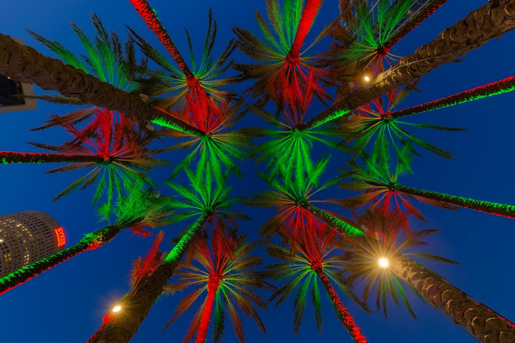 Tampa Christmas Palms, Tampa, Florida