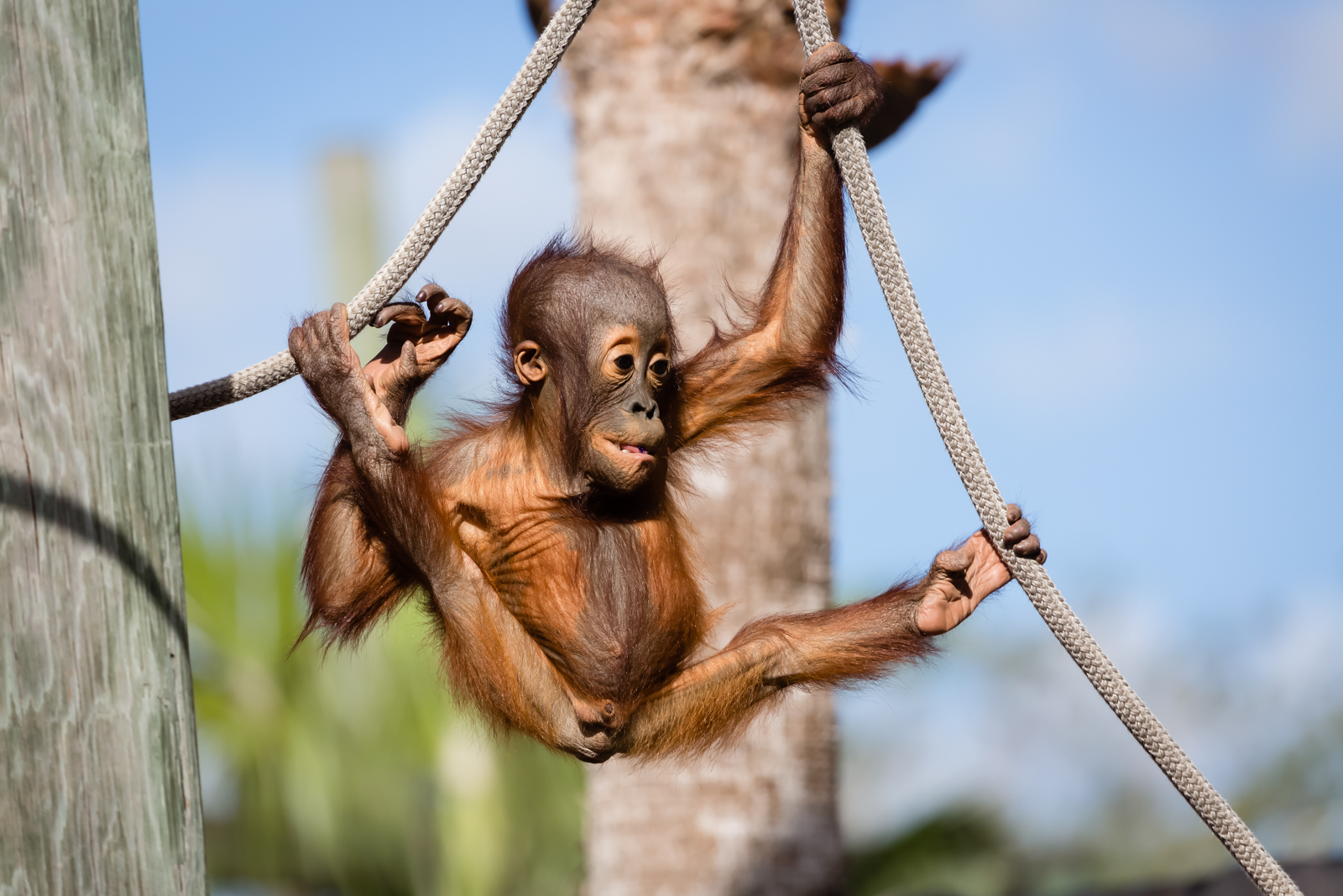 Baby Orangutan at Lowry Park Zoo, Tampa, Florida