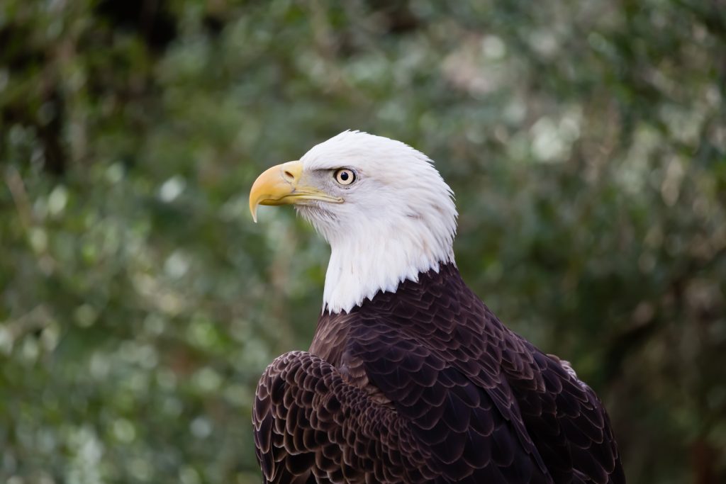 Bald Eagle at Lowry Park Zoo, Tampa, Florida