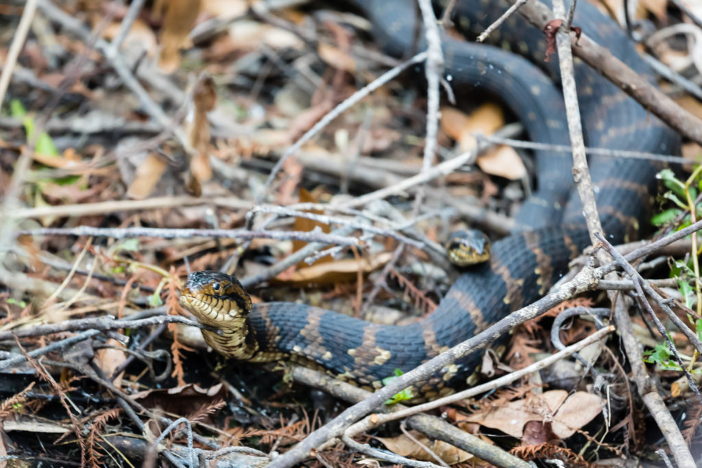 Florida Water Snake Pair, Fakahatchee Strand Preserve State Park, Everglades City, Florida