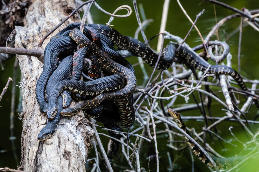 Florida Water Snakes Mating 2, Fakahatchee Strand Preserve State Park, Everglades City, Florida