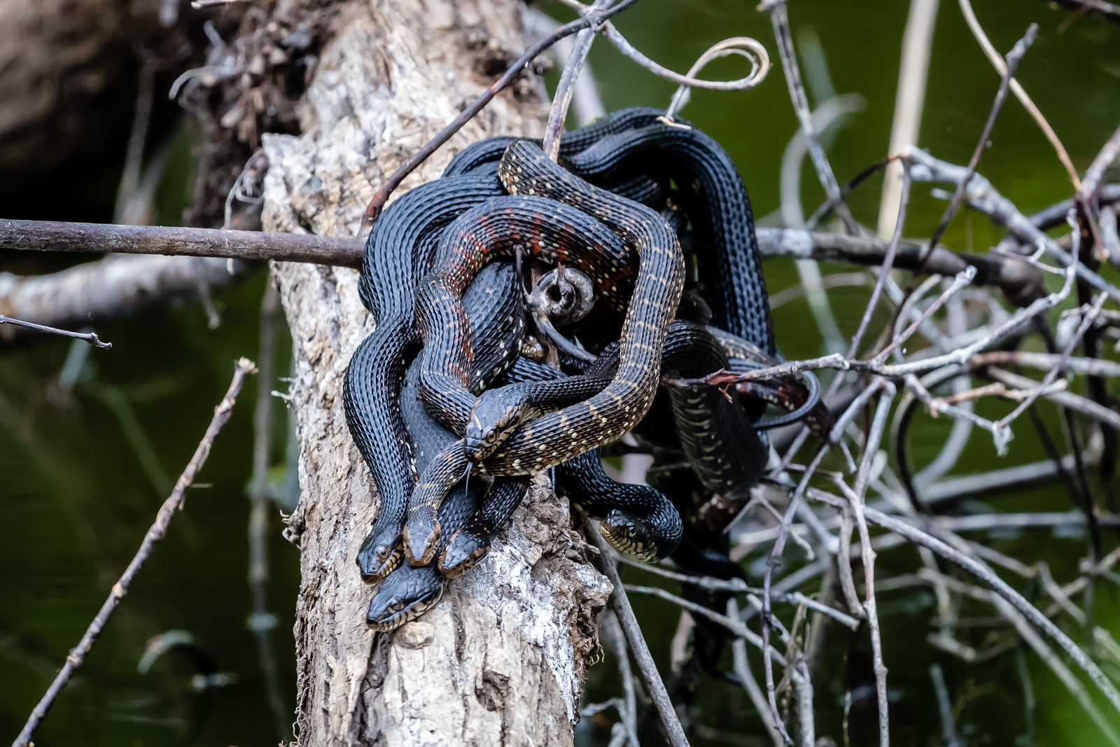 Florida Water Snakes Mating, Fakahatchee Strand Preserve State Park, Everglades City, Florida