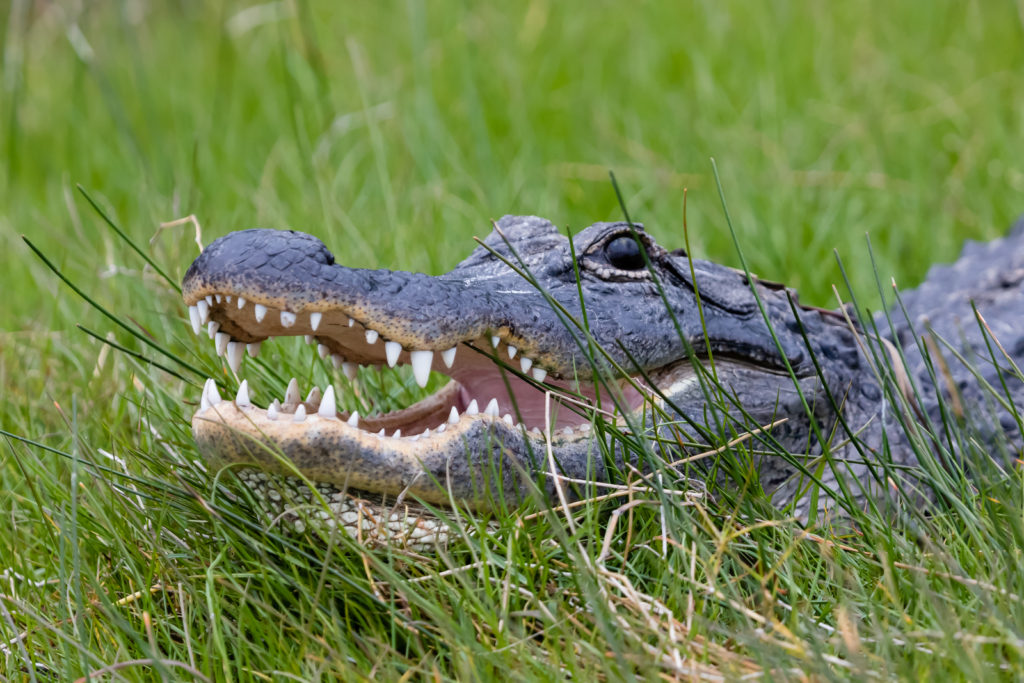 Grinning Gator, Big Cypress National Preserve, Florida
