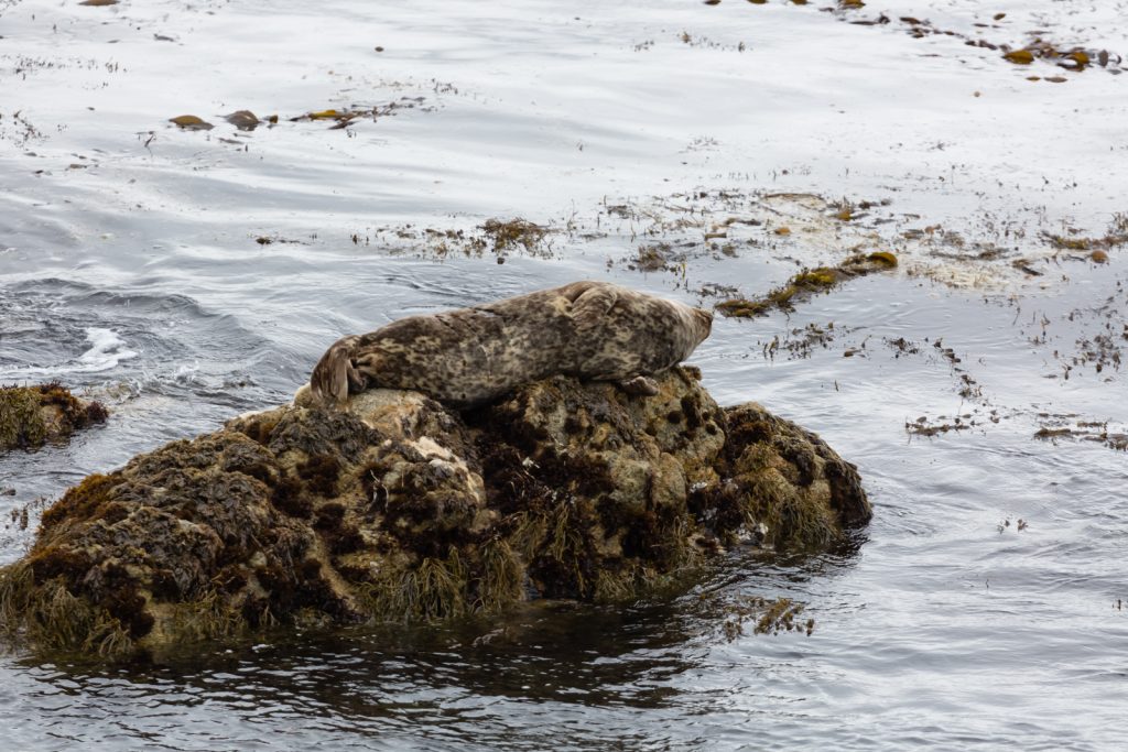 Harbor Seal Camouflage, 17 Mile Drive, Pebble Beach, California