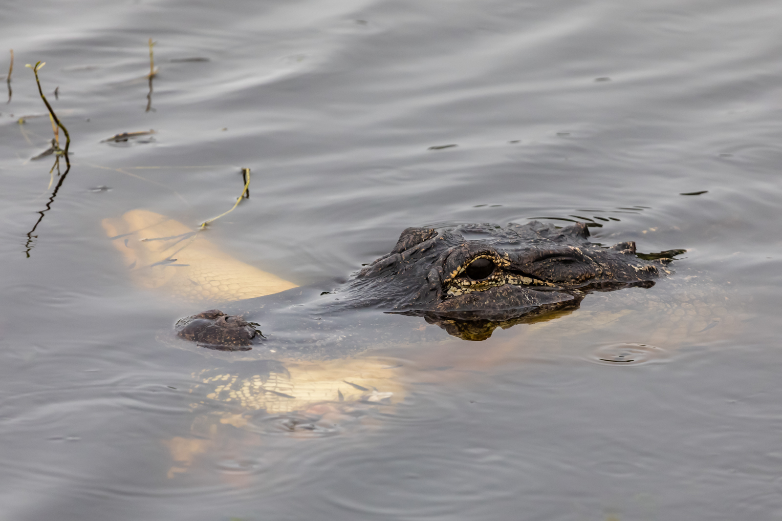Gator eating gator, Circle B Bar Reserve, Lakeland, Florida