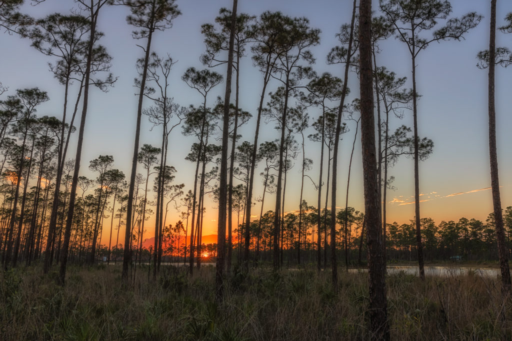 Long Pine Campground Sunset Horizontal, Everglades National Park, Florida