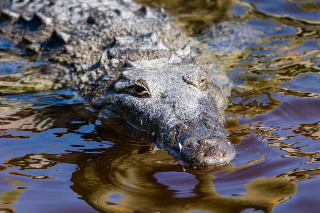 American Crocodile, Everglades National Park, Florida