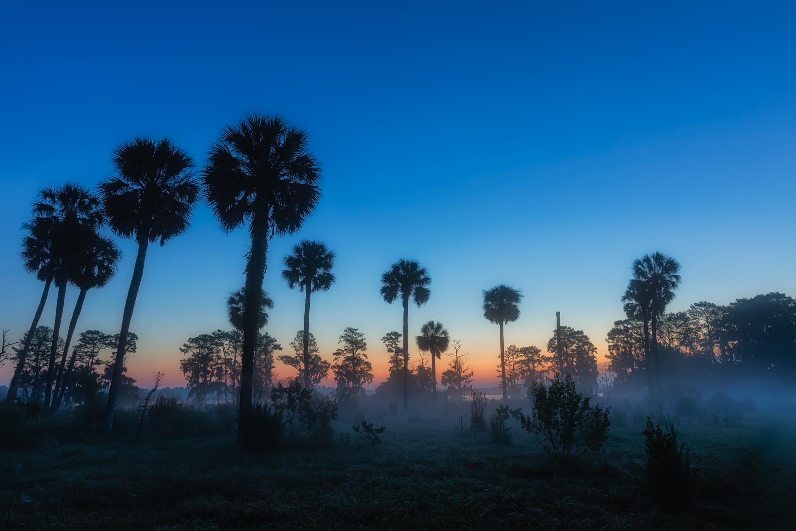 Foggy Florida Dawn, Circle B Bar Reserve, Lakeland, Florida