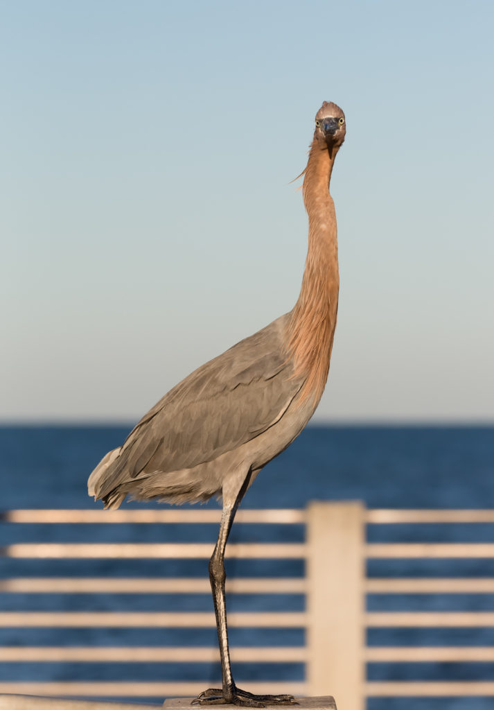 Reddish Egret Stare, Fort Desoto, Tierra Verde, Florida