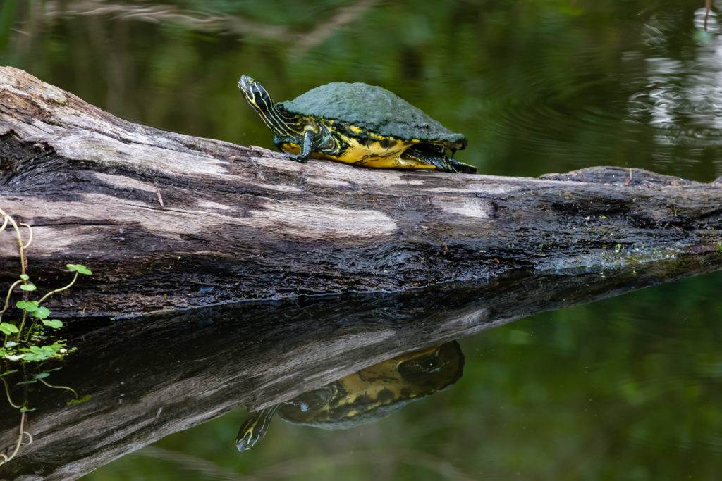 Reflected Turtle, Circle B Bar Reserve, Lakeland, Florida