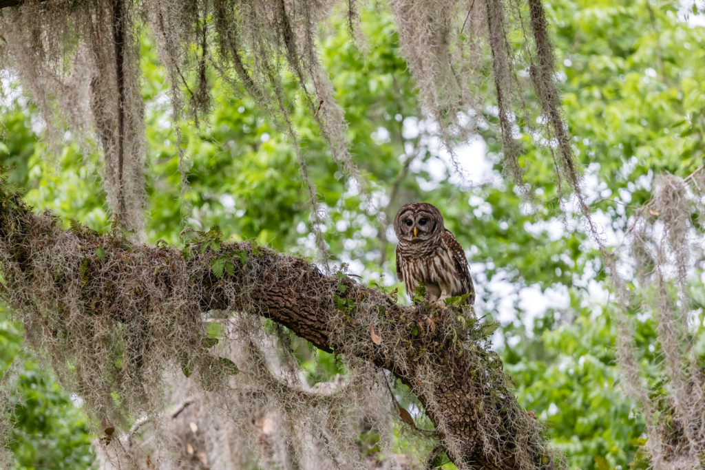 Barred Owl in Moss, Circle B Bar Reserve, Lakeland, Florida