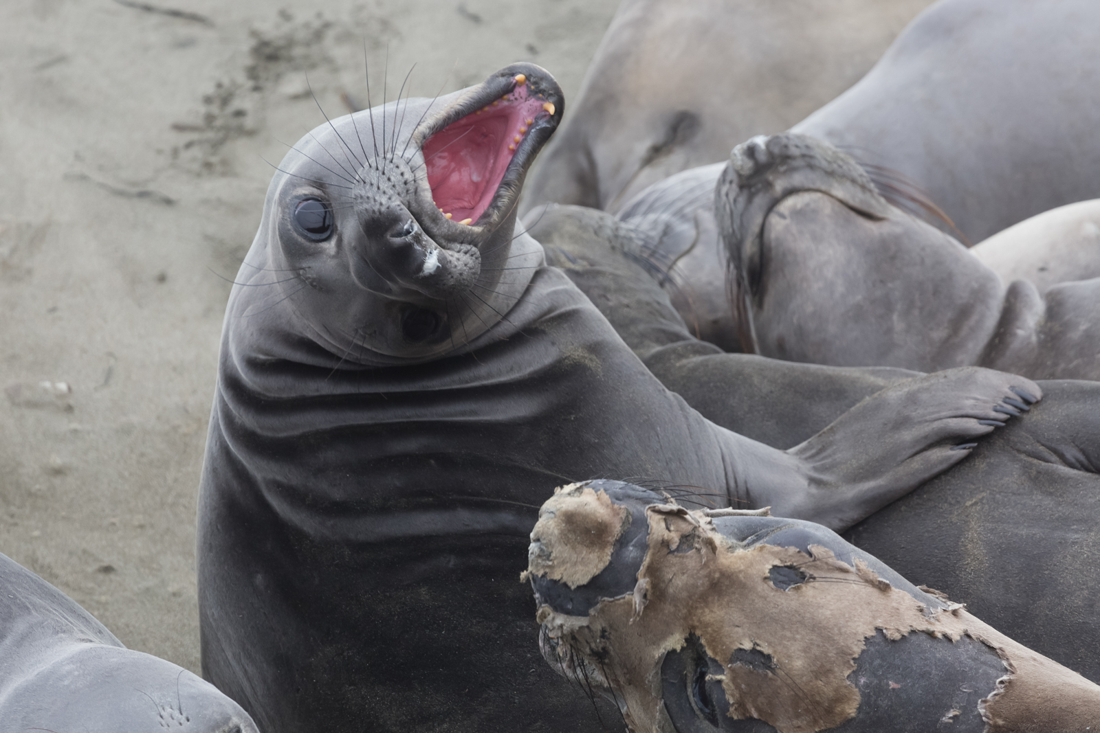 Elephant Seal Fight, San Simeon, California