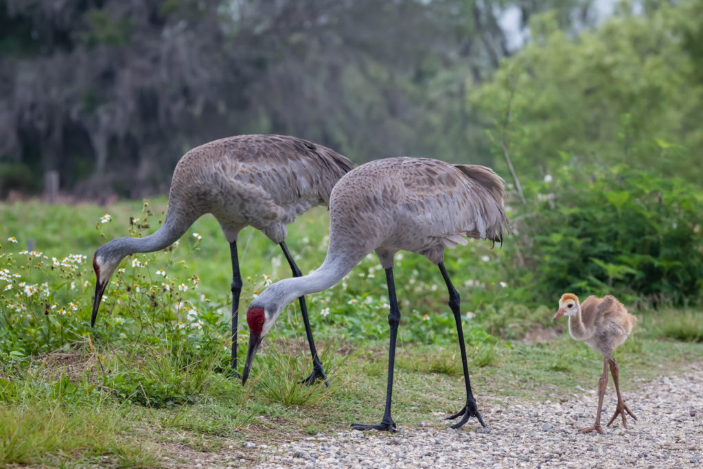 Sandhill Crane Family Feeding, Circle B Bar Reserve, Lakeland, Florida